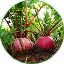 三無(wú)產(chǎn)品，綠色健康